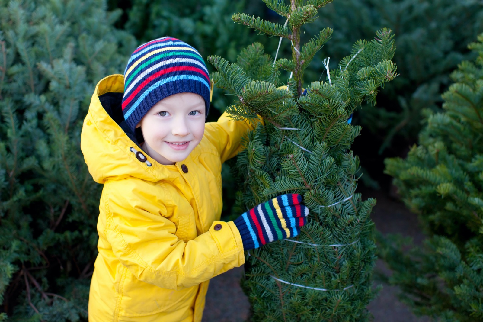 Tjalling's Kerstbomen Amsterdam